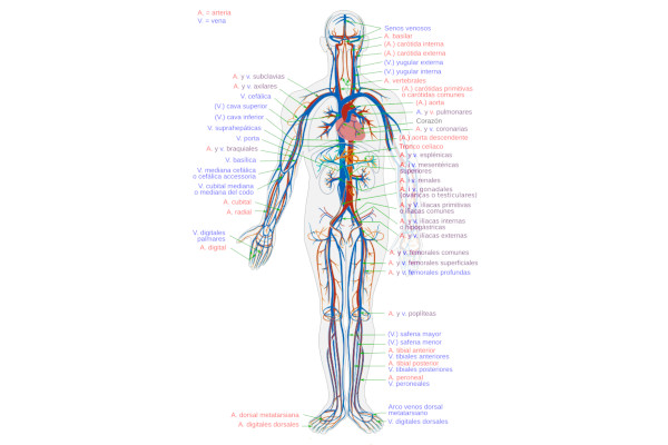 Circulatory_System_es