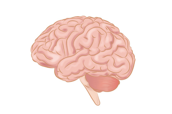 Human_Brain