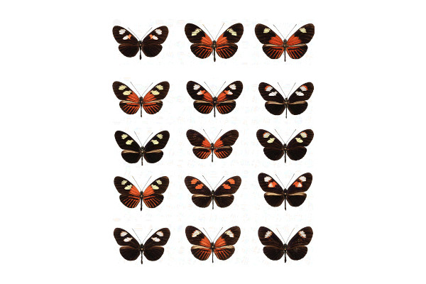 AdaptationPopulations