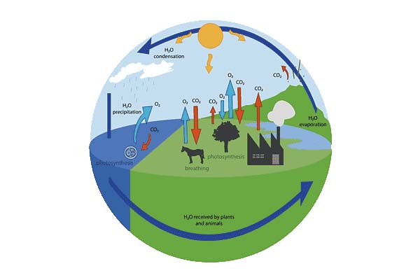 CarbonCycleEcosystem