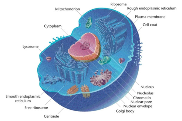 CellPartsFunction