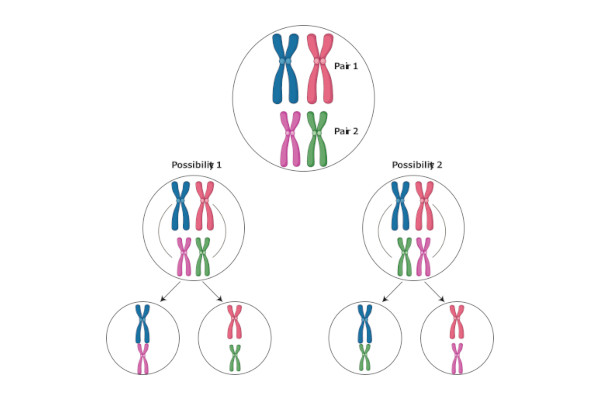 ChromosomalInheritance