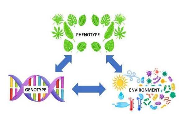 EnvironmentalGenetic