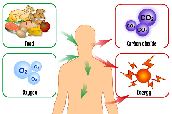 FoodChemicalReactions