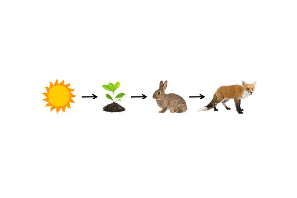 Protected: Food Energy from the Sun