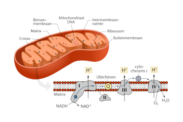 Mitochondrial_respiratory_chain